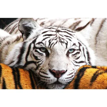 Gražus Custom White Tiger Plakatas Namų Dekoro audinys Audinys Plakatai Geriausia Dovana Drobės Plakatai 20X30cm,27X40cm,30X45cm