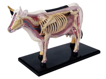 Gyvūnų Anatomijos Modelis Vaikams, Dėlionės, Žaislų Karvė Organų Ir Skeleto Anatomiją Vaikai Modelių Kūrimo Rinkiniai Souptoys Medicinos Mokymo Modelį