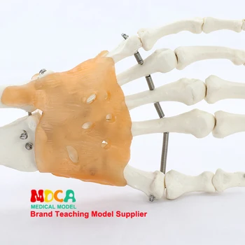 Lanksti ranka bendras modelis rankos kaulų modelis riešo sąnario raiščių delno kaulų skeleto medicinos mokymo MSG004