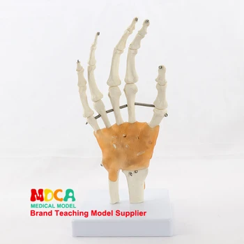 Lanksti ranka bendras modelis rankos kaulų modelis riešo sąnario raiščių delno kaulų skeleto medicinos mokymo MSG004