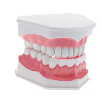 Nuimamas Aukštos kokybės Dantų Mokymo Modelį Suaugusiųjų Dantų Dantų Modelį ir dantų šepetėlį, Dantų Balinimo Priemonės
