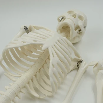 Standartinis Anatomija 85cm Žmogaus Kūno Skeletas Modelis Manikin Hi-Q Esqueleto