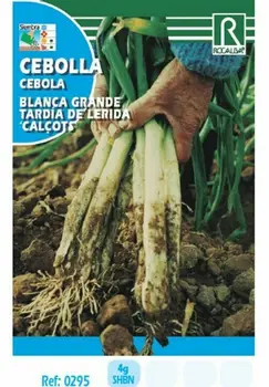 Semence sodinti svogūnų balta big T. LERIDA(CALÇOTS)