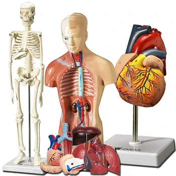 3Pcs/Set 45cm S keleton Modelis + 20cm Širdies Modelis + 30 cm, Liemens Modelis 3 Hands-On 3D Medicinos Modelis Tyrimų Anatomija, Fiziologija