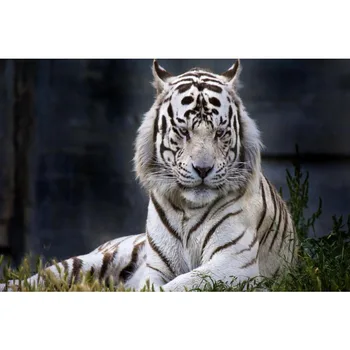 Gražus Custom White Tiger Plakatas Namų Dekoro audinys Audinys Plakatai Geriausia Dovana Drobės Plakatai 20X30cm,27X40cm,30X45cm