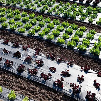 Juodo Plastiko Mulčias Kino Augalinės žemės Ūkio Augalams Augti, Plėvelės Šiltnamio efektą sukeliančių Išlaikyti Šiltas Stabdžių Žolės Perforuotas PE Plėvelės