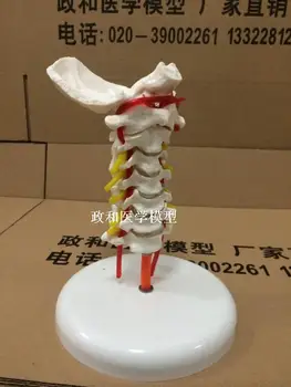 Gimdos kaklelio skeleto modelis su miego arterijų užpakalinės pakaušio gimdos kaklelio jiont diskų ir nervų mokymo modelį