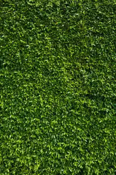 5x7ft vientisos Žalios Žolės Sienos Besiūlių galima Skalbti Vieną wrinkleFree Banerio Foto Studija Fone, Fonas Poliesterio Audinio