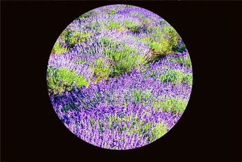 Custom Foto Tapetai, 3D Levandų Gėlių Jūra, Gražus Kraštovaizdis Namų Dekoro Kambarį Sienų Dangos