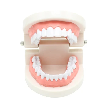 Aukštos Kokybės Pelėsių Suaugusiųjų Dantų Modelio Standartas Dantų Mokymo Studijų Typodont Demonstravimo Priemonė