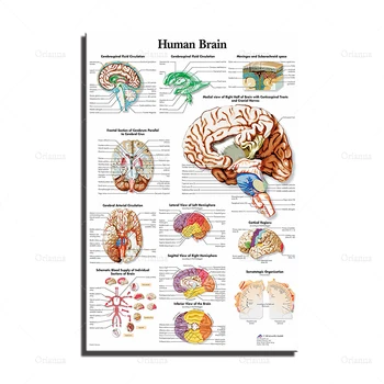 HD Spausdinti Tapybos Žmogaus Smegenys Namų Organų Dekoras Drobė Anatomijos Plakatas Modulinių Medicinos Mokslo Nuotraukas Modernių Biuro Sienos Menas