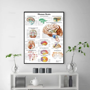 HD Spausdinti Tapybos Žmogaus Smegenys Namų Organų Dekoras Drobė Anatomijos Plakatas Modulinių Medicinos Mokslo Nuotraukas Modernių Biuro Sienos Menas