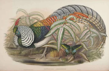 Sielovados gyvūnų, laukinių paukščių spalvingų plunksnų dekoracijos aliejaus tapybos drobės spaudiniai atspausdinta ant drobės sienos meno apdailos nuotrauką