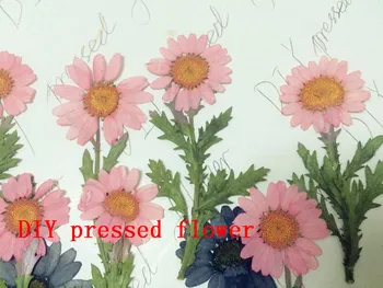 Nemokamai siunta 100vnt Rožinė Su lazdomis ChrysanthemumPressed gėlių, džiovintų gėlių Gamtos gėlės 