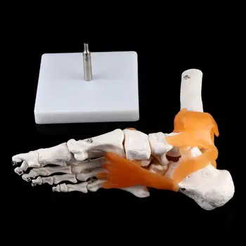 1: 1 Žmogaus Skeletas Žmogaus Modelis, Bendroji Medicinos Anatomijos Kulkšnies Raiščių Anatomiškai Mokymo Išteklių Įrankis