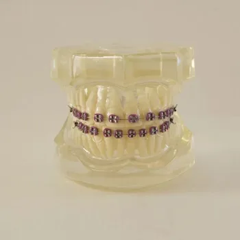 28pcs Dantis Dantų Ortodontija Danties Modelis su visais metalinis laikiklis