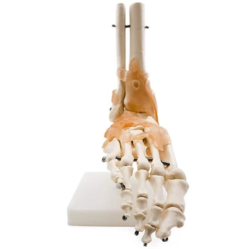 Pėdos Sąnario Modelis Su Raiščių,Žmogaus Anatomijos Modelis,Gyvenimo Dydis