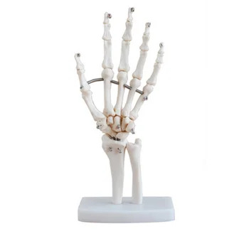 Didysis išpardavimas! Rankiniai Sąnario Anatomijos Skeleto Modelis Žmogaus Medicininė Anatomija Gyvenimo Dydis