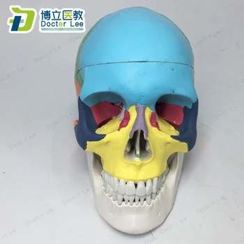 Natūralaus Dydžio, 3 Dalių Žmogaus Skeleto Modelis Plastiko Kaukolės Modelis su Spalva Medicinos Mokymo Įranga