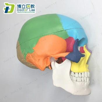 Natūralaus Dydžio, 3 Dalių Žmogaus Skeleto Modelis Plastiko Kaukolės Modelis su Spalva Medicinos Mokymo Įranga