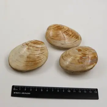 Madagaskaras shell iškastinio mokymo pavyzdys iškastinio midijų iškastinio paleontologija iškastinio pavyzdys mokymo pavyzdys