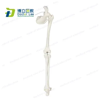Gyvenimo Dydžio Žmogaus Kojos Skeletas Pluoštas Anatomijos Modelis su Visų Kojų Kaulai, Nuimama Klubo Sąnario ir Pilnai Sujungtas Koja